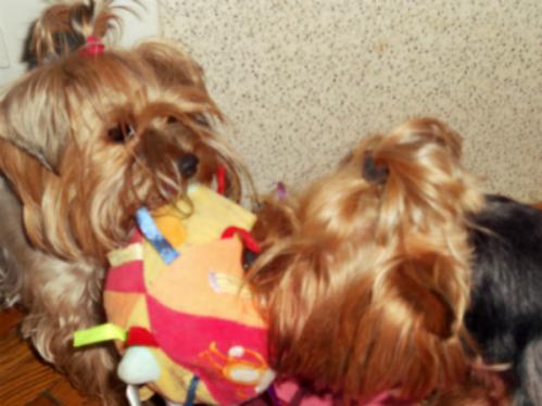 ��� �������� �������, ��� �� ����� �������: � ��������,  � �������� �������, �������, �������-���-���!