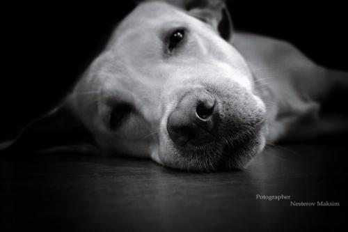 � ����� ���� ���� "������"