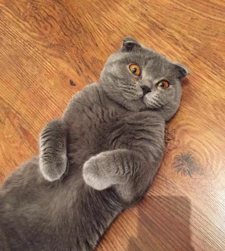 Котейка