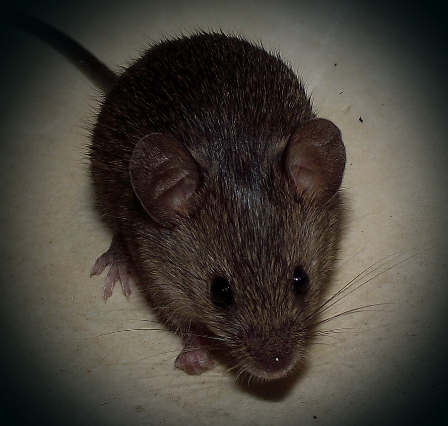 Мышка Серая Фото