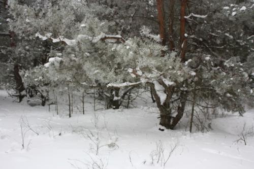 ��������� ���