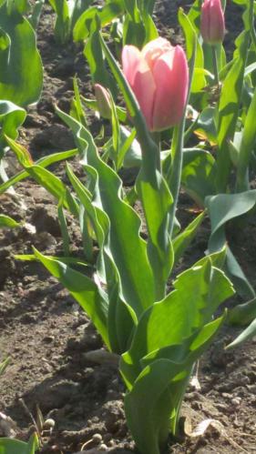 ������� �������� ������