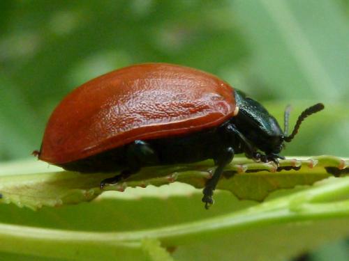 � ��������