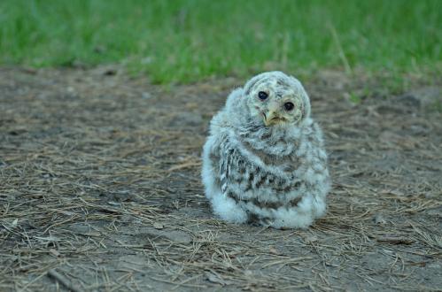 owlet