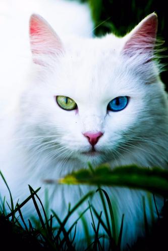 ����� ��� 