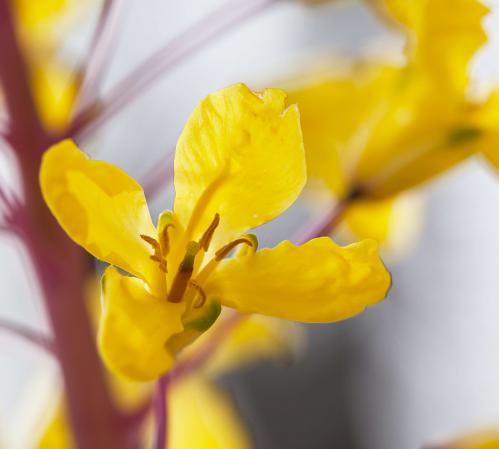 Yellow flower closeup.