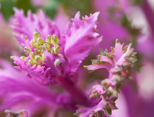 Flower bud lettuce closeup.