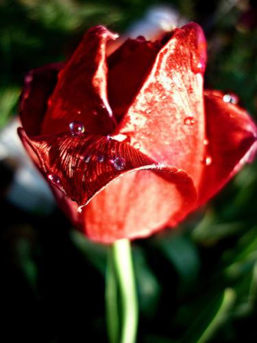 �������� ����