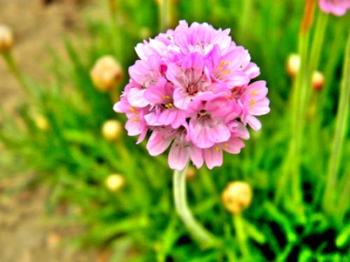 ������ ��������