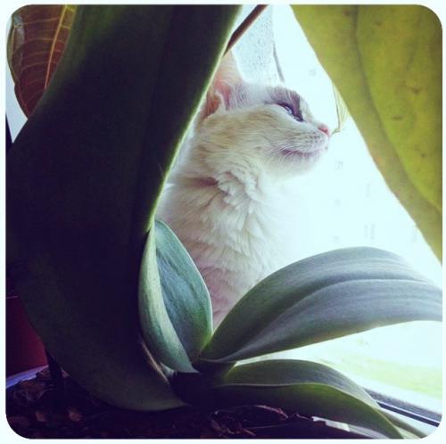 ����������� ������