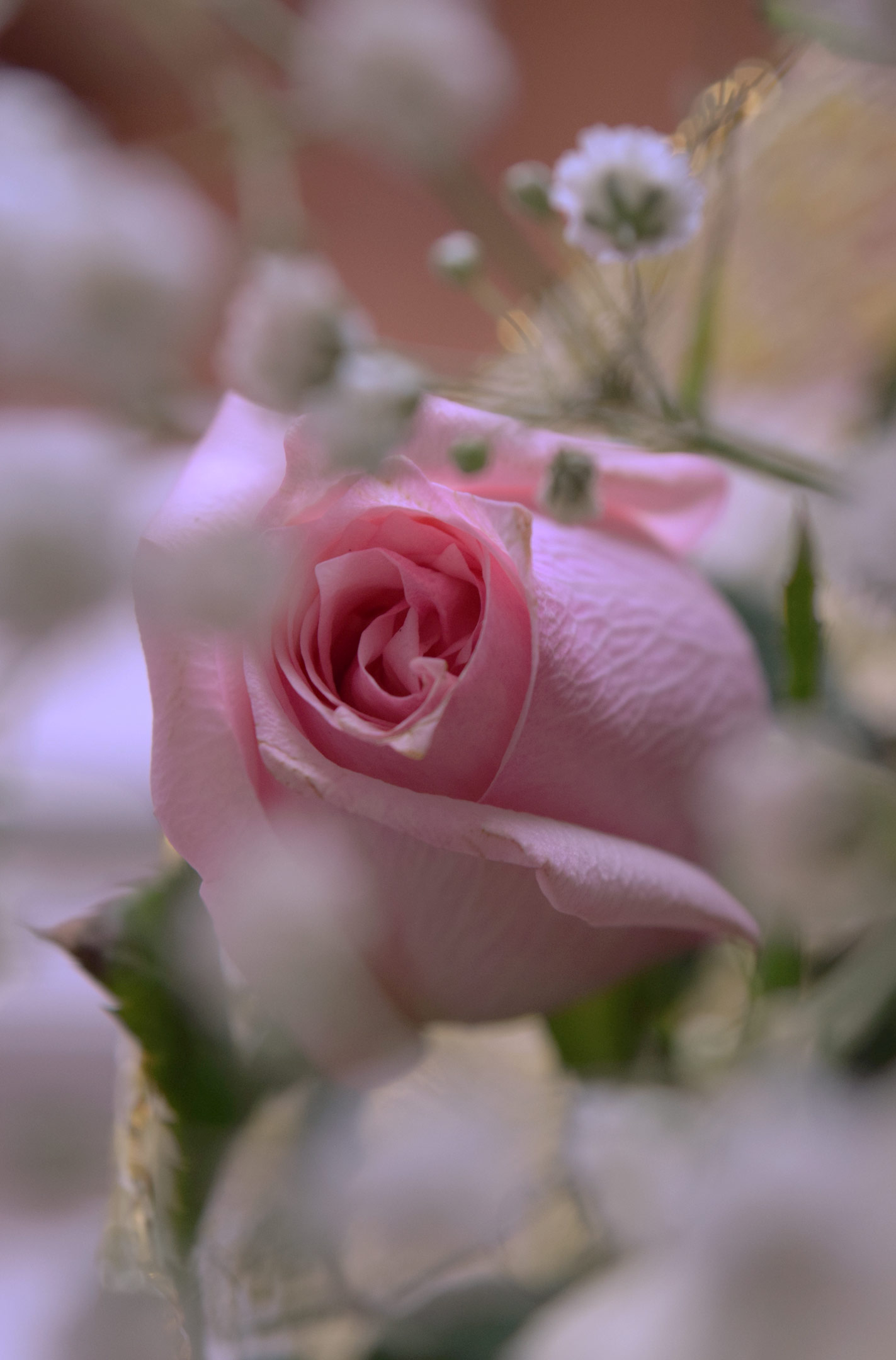 Нежность лучшее. Нежные розы. Нежный цветок. Роза нежно-розовая. Самые красивые и нежные цветы.