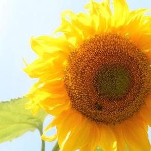 ����: ������� ���������