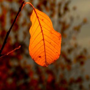 : autumn leaf