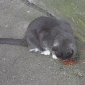 ����: ������