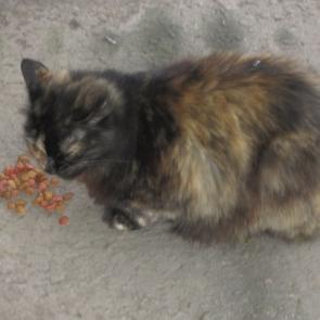 ����: ������