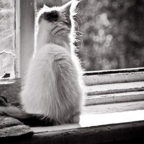 ����: ��������