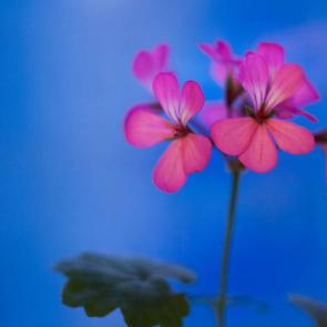 : Geranium on blue