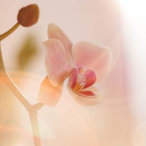 : Soft Orchid 2