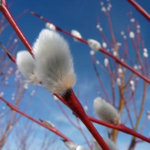 ����: ��������