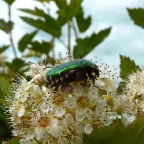 ����: ������� 