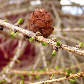 ����: ������� �������