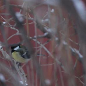 ����: ������