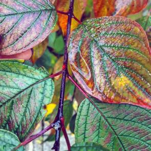 ����: ����� �����