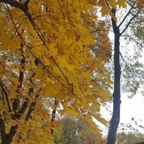 ����: ���� 