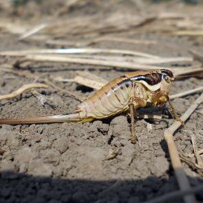 ����: ��������� ��������