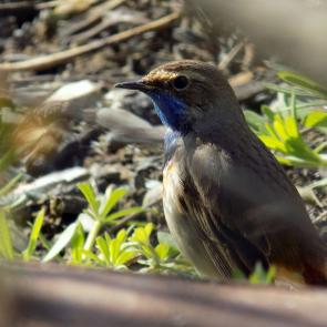 ����: ��������� � ��������� �������