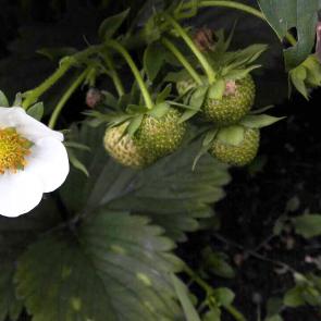 ����: ���������