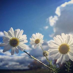 ����: �������