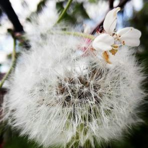 ����: ���������