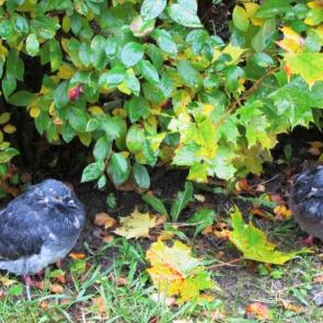 ����: ������ ���������� � ����� �������