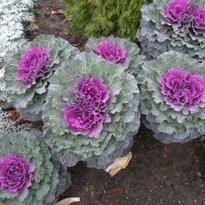 : Brassica oleracea