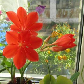 ����: �����