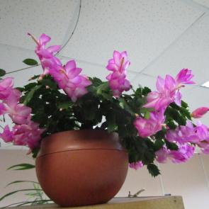 ����: �����