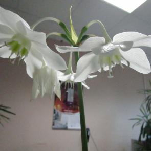 ����: �����