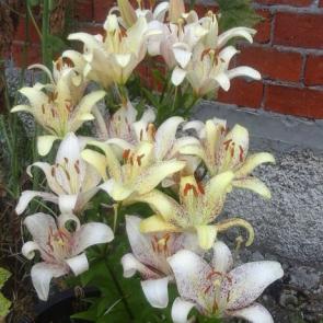 ����: �����