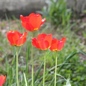 ����: �����