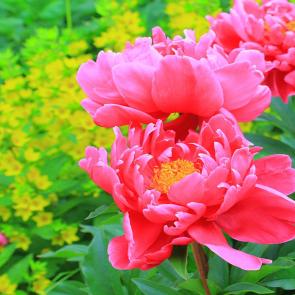 : peonies