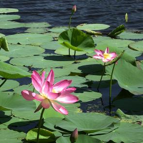: lotos lake