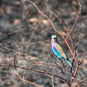 : LilacBreasted Roller Bird