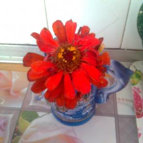 : weewr