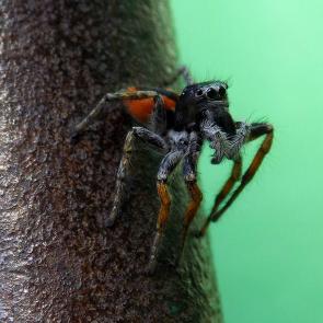 ����: ���������