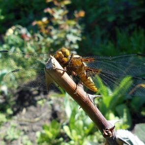 ����: ����� ������� ��������