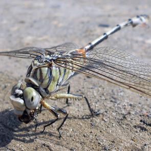 ����: �������� � �������