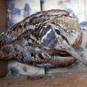 ����: ���������