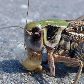 ����: ��������