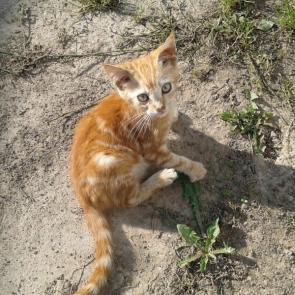 ����: ��������